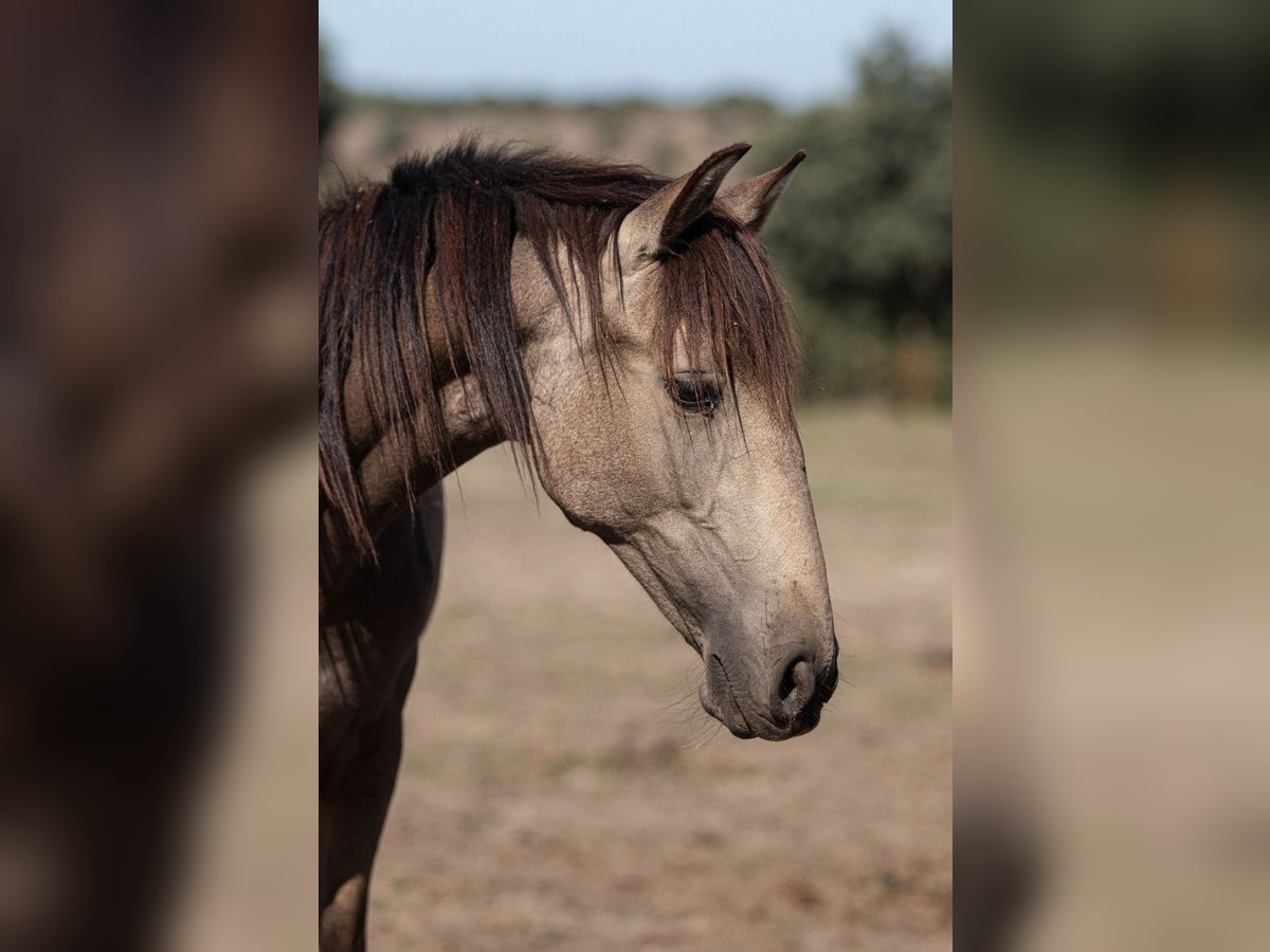 Lusitanien Jument 2 Ans Buckskin in El Cubillo &#8211; Segovia