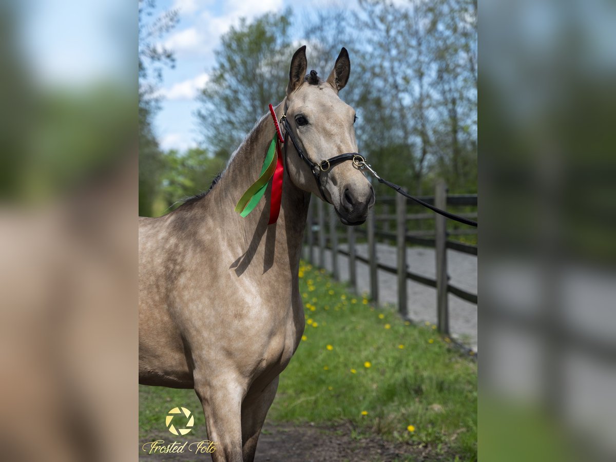 Lusitanien Jument 3 Ans 155 cm Bai cerise in Ebeltoft