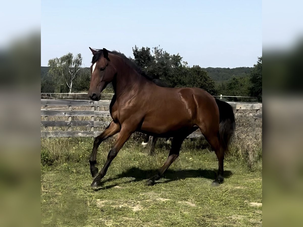 Lusitanien Jument 3 Ans 160 cm Alezan in Frickenhausen am Main