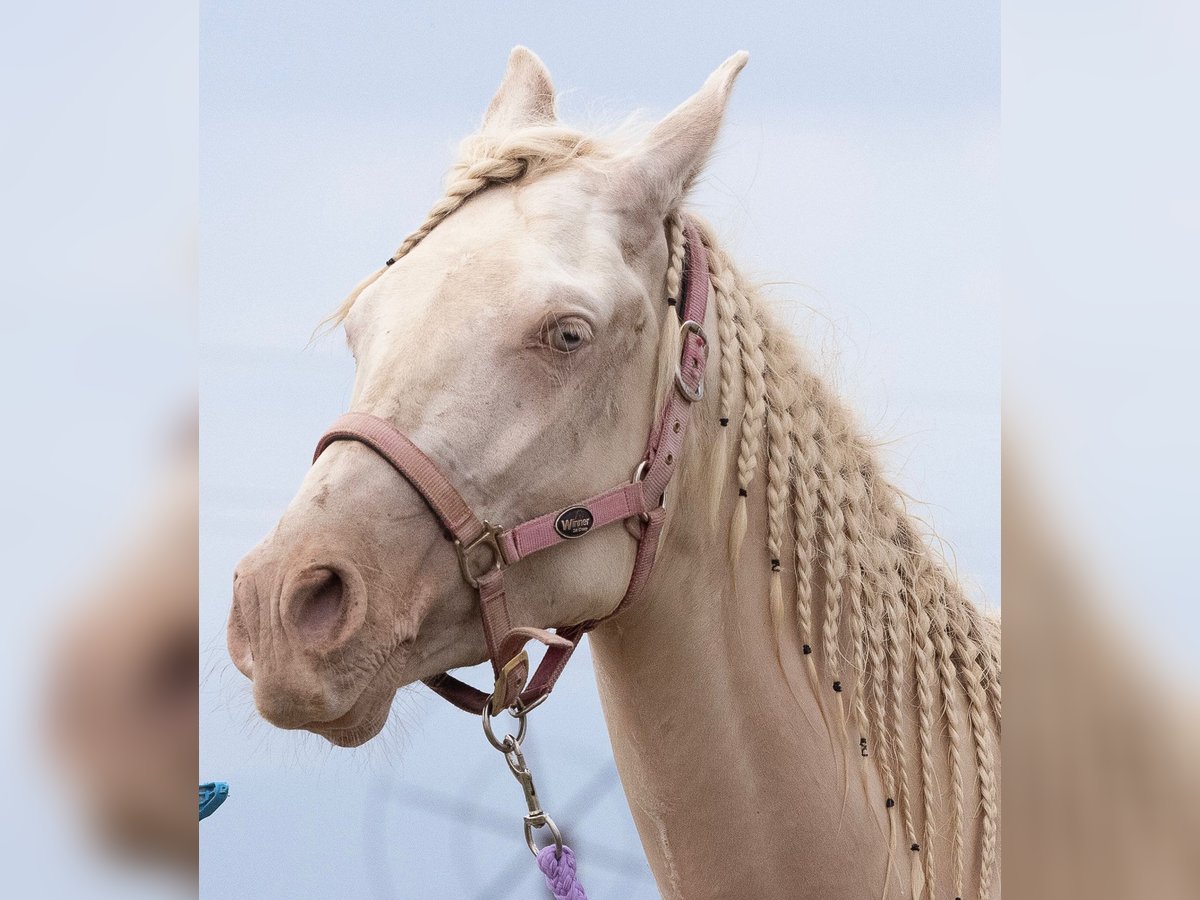 Lusitanien Croisé Jument 3 Ans 160 cm Cremello in Palma De Mallorca