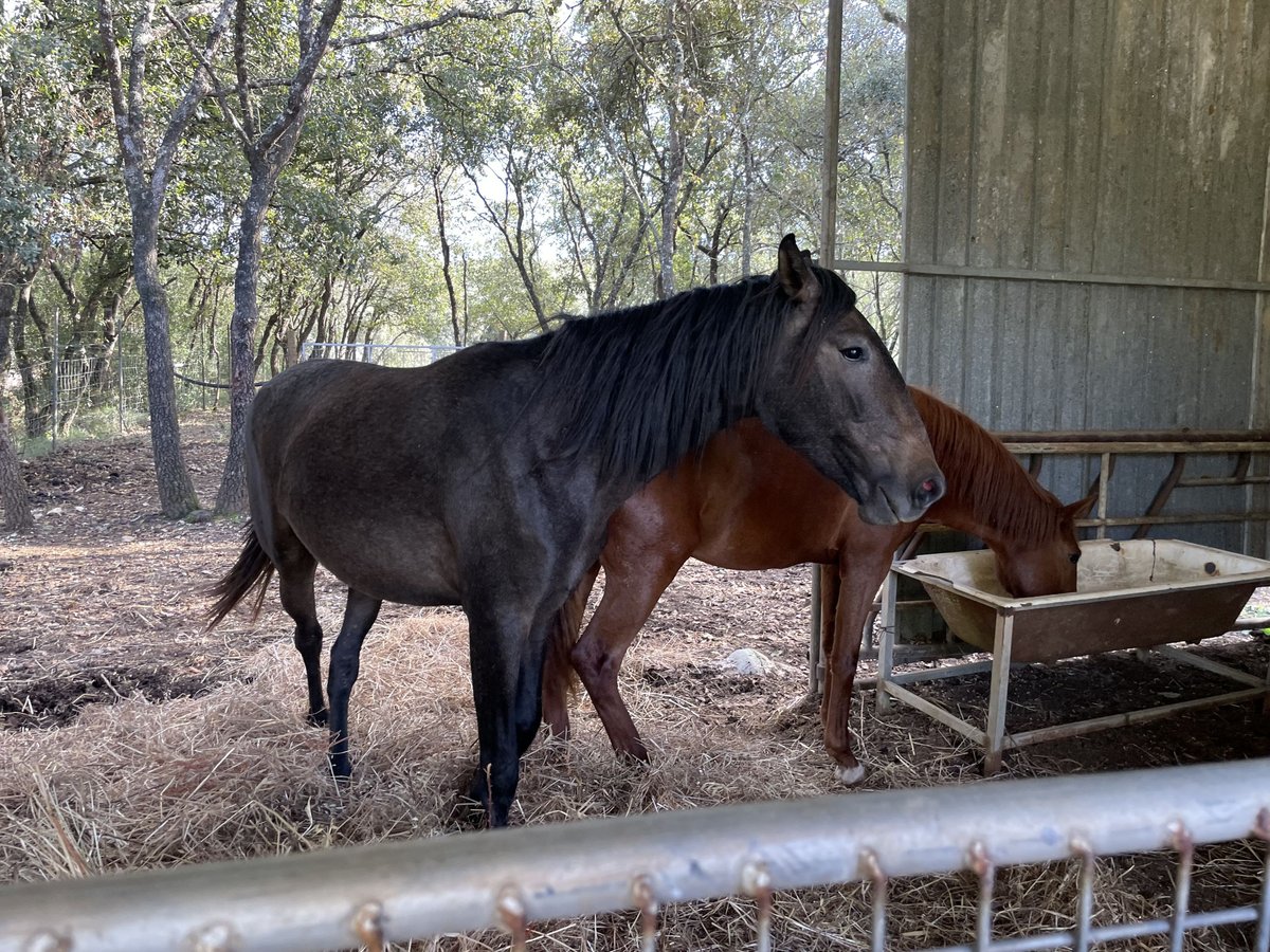 Lusitanien Jument 3 Ans 164 cm Gris in ourem