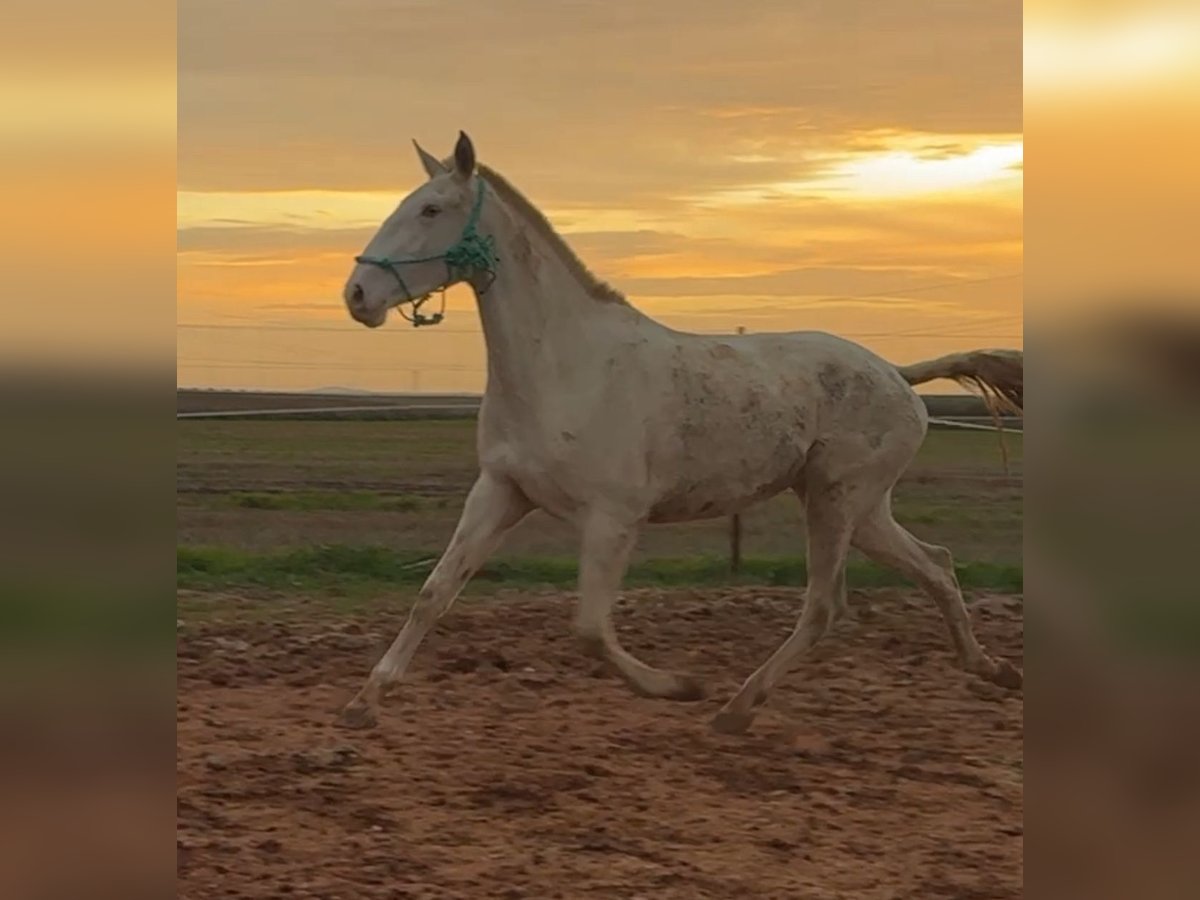 Lusitanien Jument 3 Ans 165 cm Cremello in Badajoz