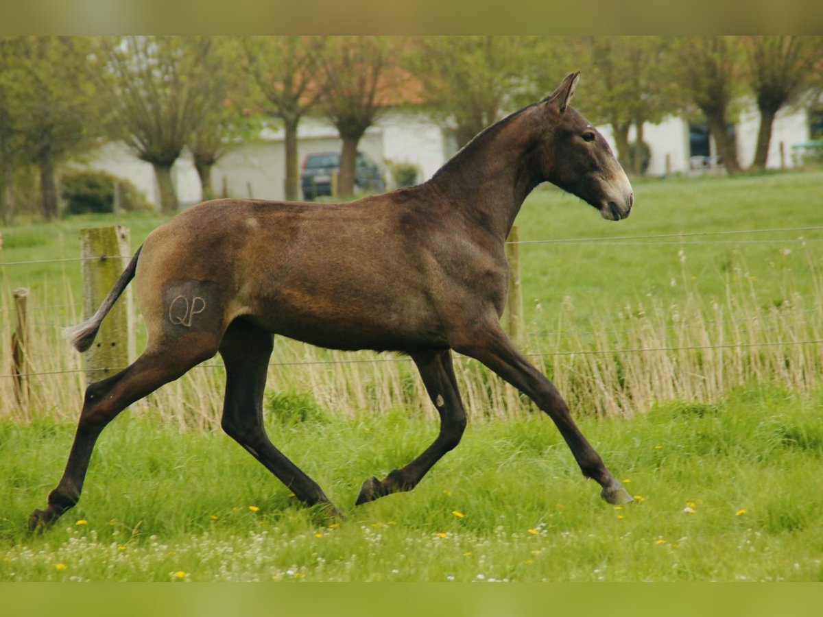 Lusitanien Jument 3 Ans 165 cm Gris in Bredene