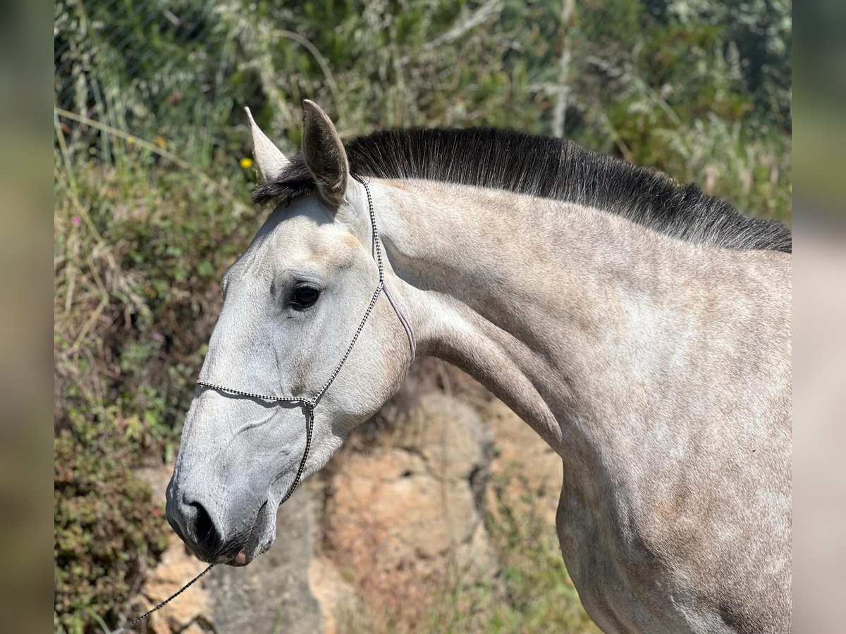 Lusitanien Jument 3 Ans 165 cm Gris in Leiria