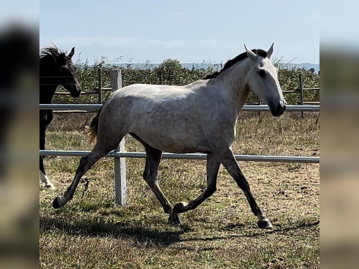 Lusitanien Jument 3 Ans 165 cm Gris in Leiria