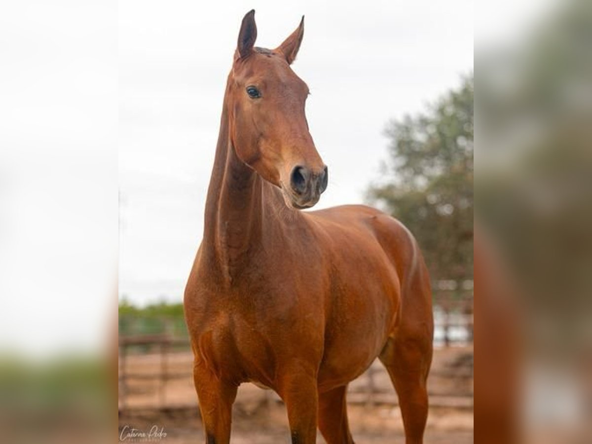 Lusitanien Jument 4 Ans 155 cm Bai clair in Estremoz, Alentejo