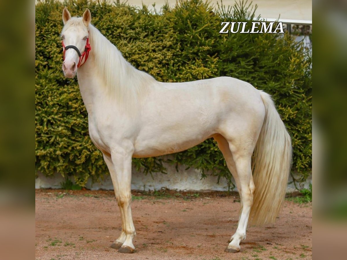 Lusitanien Jument 4 Ans 156 cm Cremello in Chiclana de la Frontera