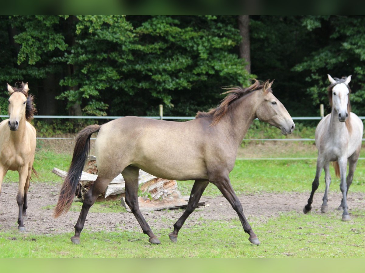 Lusitanien Jument 4 Ans 157 cm Isabelle in Halle Westfalen