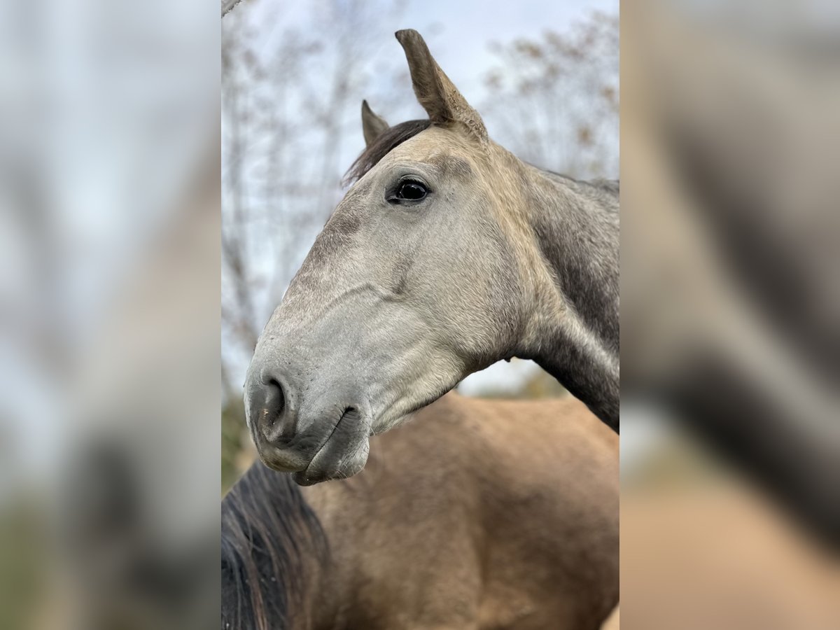 Lusitanien Jument 4 Ans 160 cm Gris in Encarnação