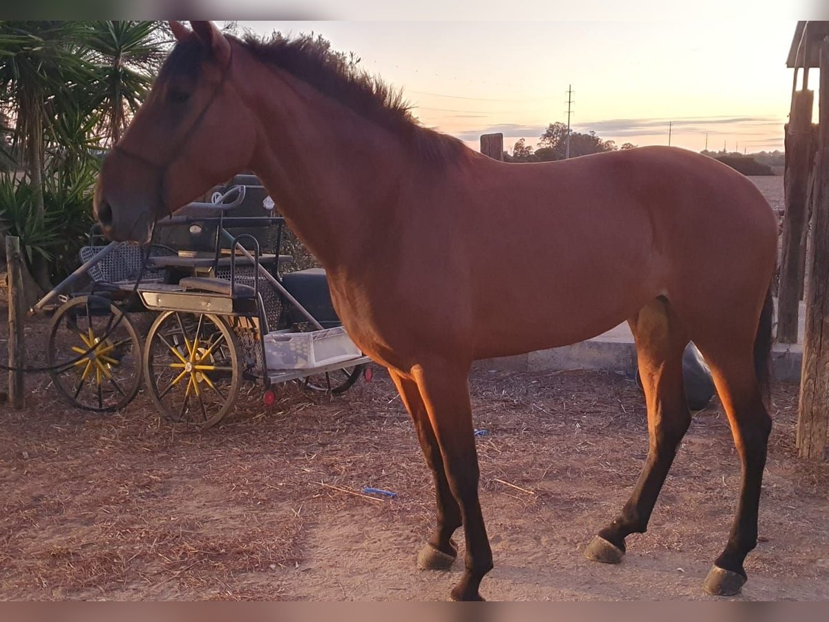 Lusitanien Jument 4 Ans 162 cm Bai in Chiclana de la Frontera