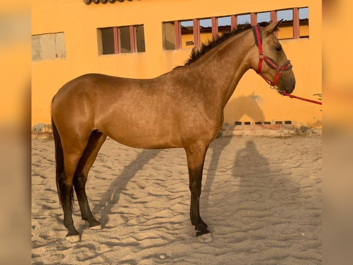 Lusitanien Jument 5 Ans 151 cm Buckskin in Chiclana de la Frontera