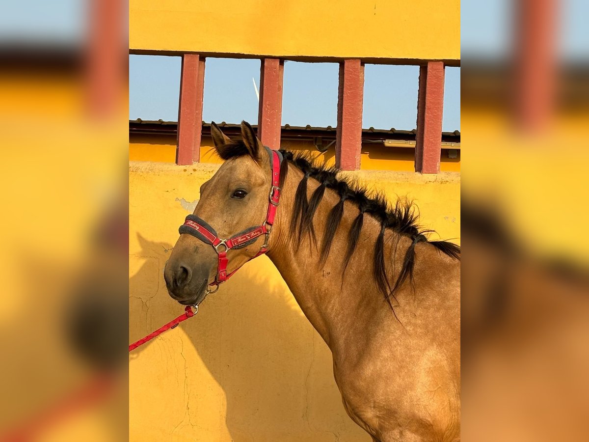 Lusitanien Jument 5 Ans 151 cm Buckskin in Chiclana de la Frontera