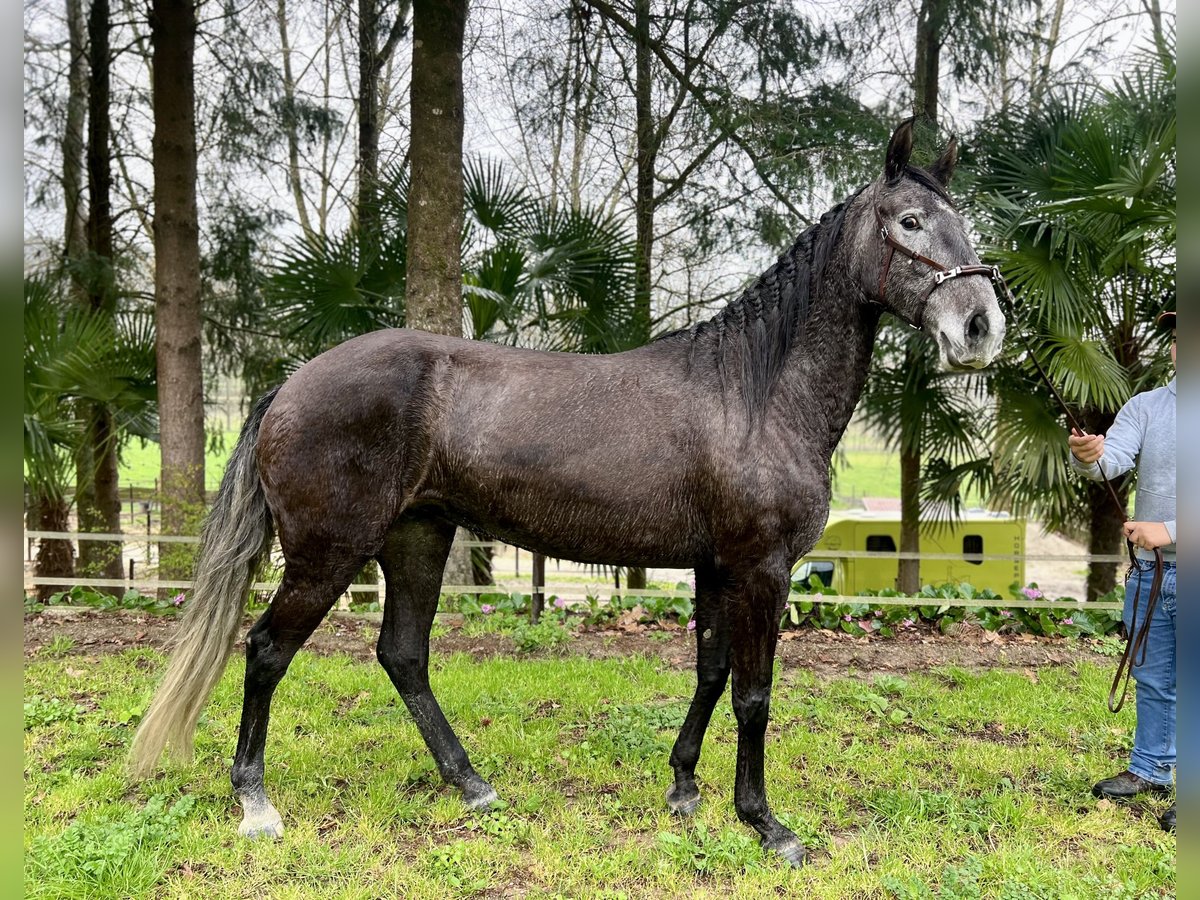 Lusitanien Jument 5 Ans 160 cm Gris in Amarante