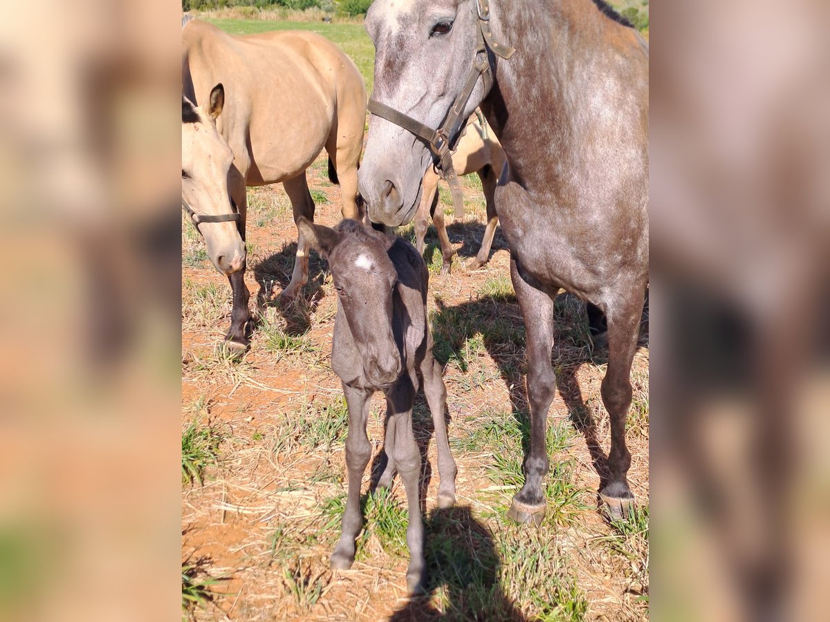 Lusitanien Jument 5 Ans 160 cm Peut devenir gris in pera