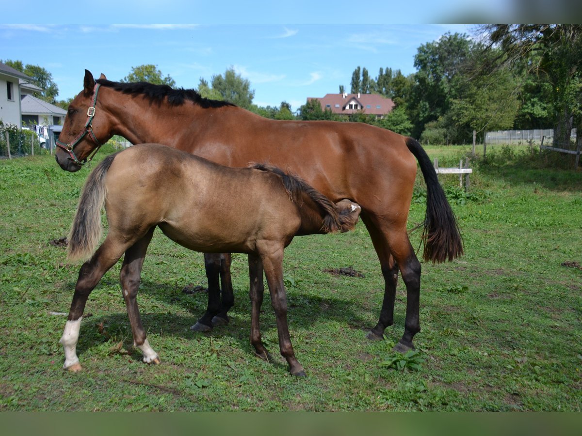 Lusitanien Jument 5 Ans 165 cm Bai in Orcier