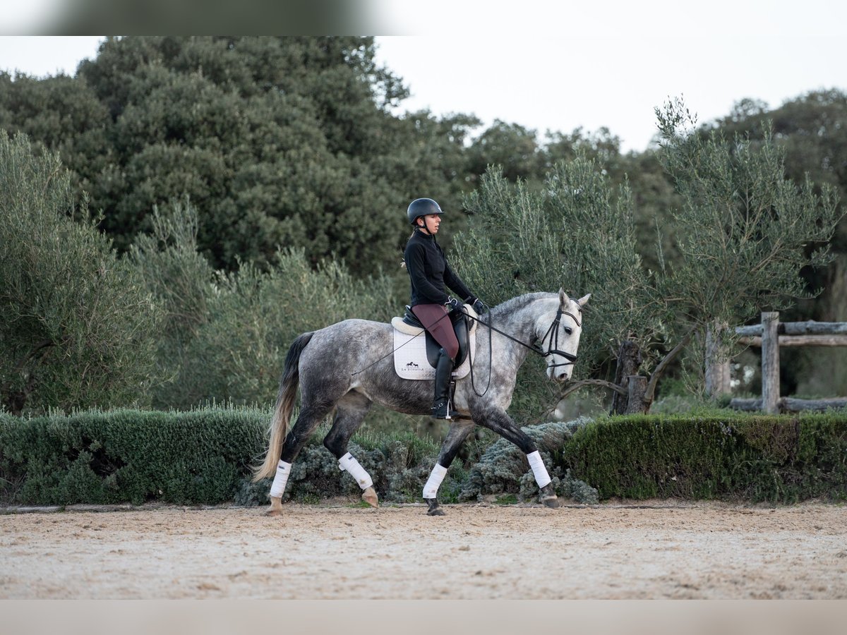 Lusitanien Jument 6 Ans 153 cm Gris in Montecortomontecorto