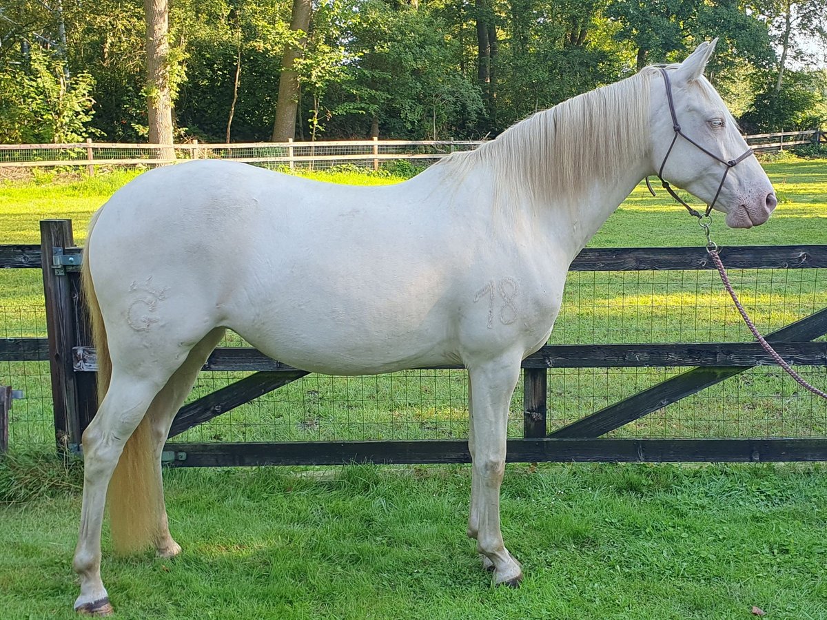 Lusitanien Jument 6 Ans 153 cm Perlino in Nijverdal