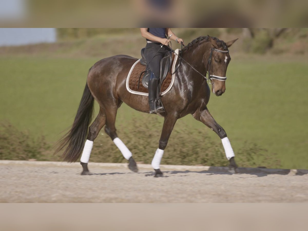 Lusitanien Jument 6 Ans 157 cm Buckskin in Générac