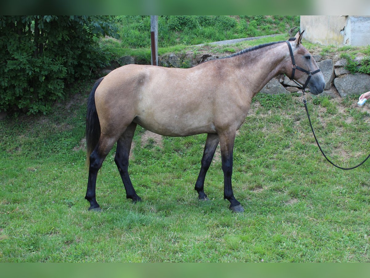 Lusitanien Jument 6 Ans 157 cm Gris (bai-dun) in cenves