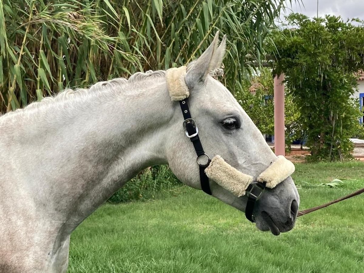 Lusitanien Jument 6 Ans 160 cm Gris in Alcáçovas