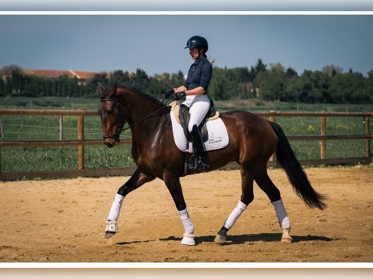 Lusitanien Jument 6 Ans 167 cm Bai brun in Aix en provence