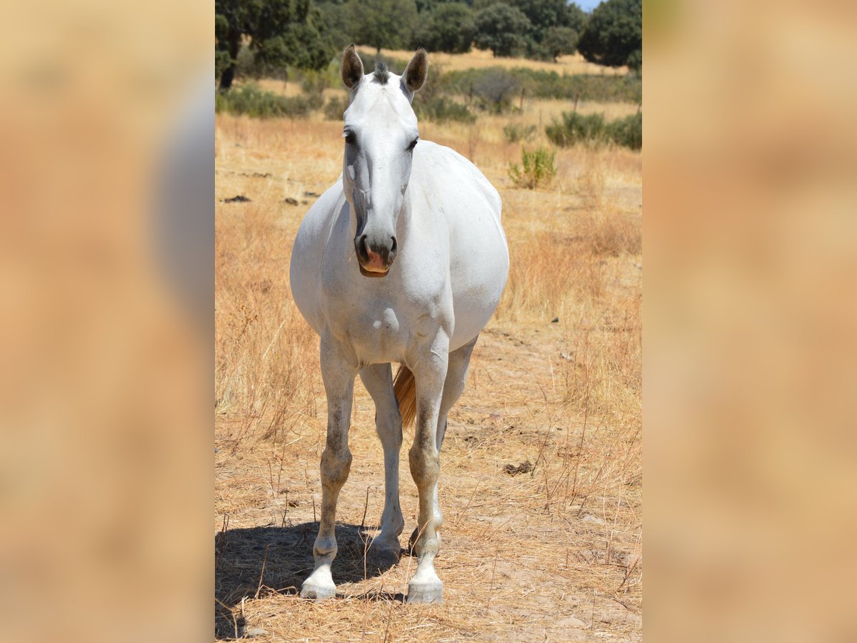 Lusitanien Jument 8 Ans 160 cm Gris in Valdecaballeros