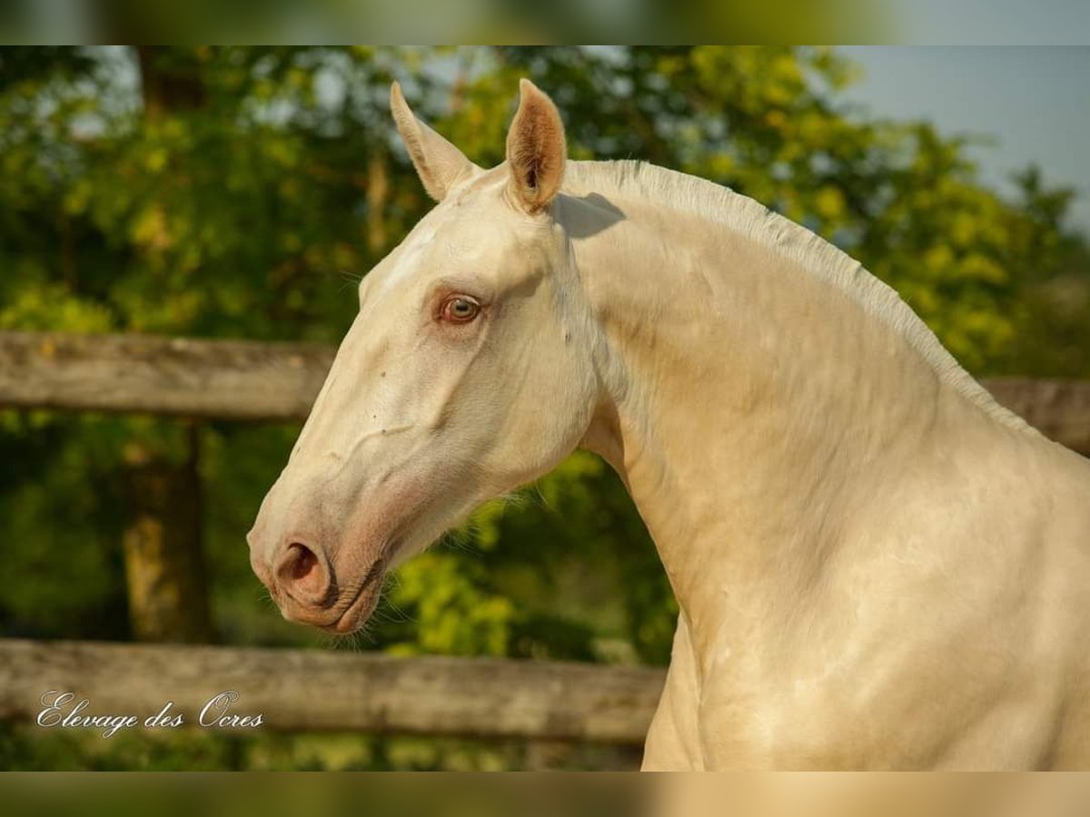 Lusitanien Jument 8 Ans 160 cm Palomino in Marly-sous-Issy