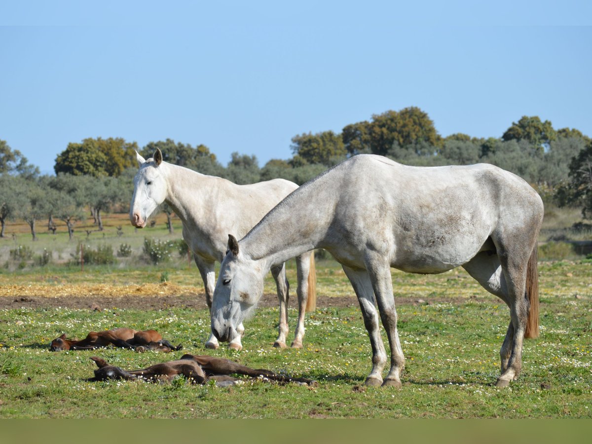 Lusitanien Jument 9 Ans 160 cm Gris in Valdecaballeros