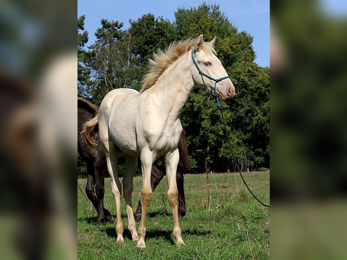 Lusitanien Jument Poulain (05/2025) 162 cm Perle in Goven