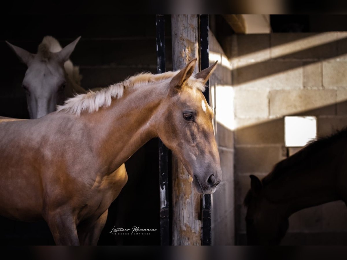 Lusitanien Jument Poulain (04/2024) 163 cm Palomino in Rio Maior