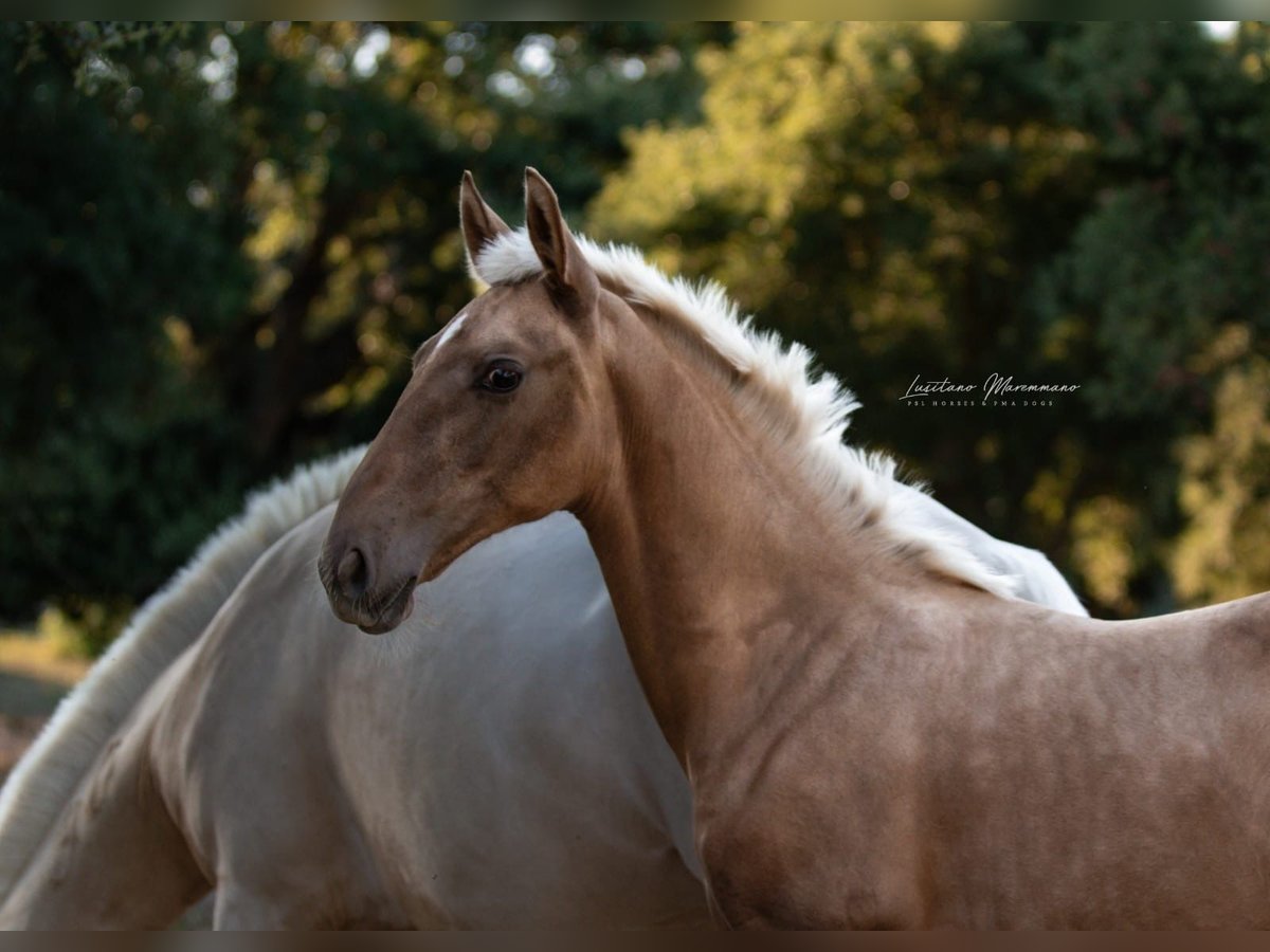 Lusitanien Jument Poulain (04/2024) 163 cm Palomino in Rio Maior