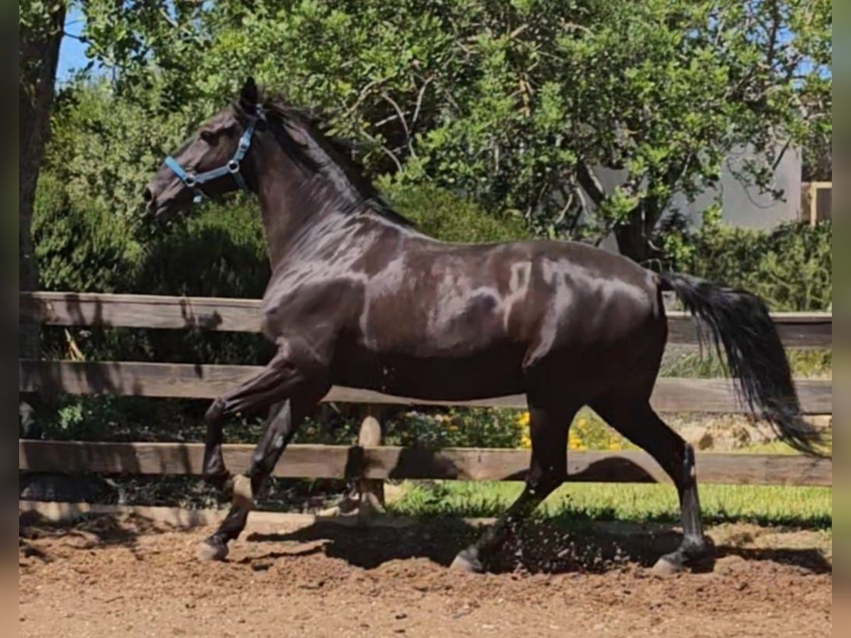 Lusitano Castrone 10 Anni 161 cm in Pera