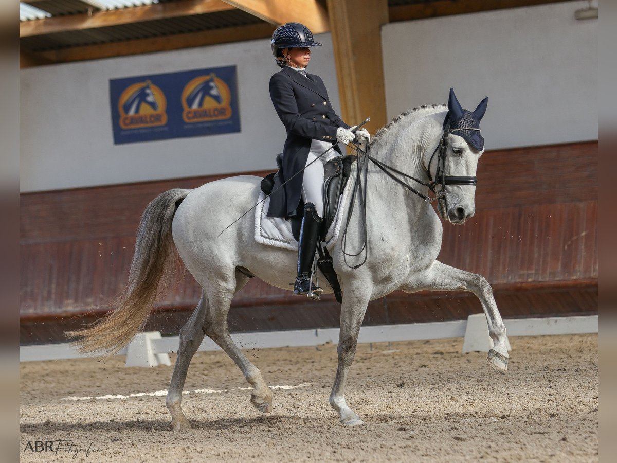 Lusitano Castrone 10 Anni 162 cm Grigio in Vila Nova Famalic&#xE3;o
