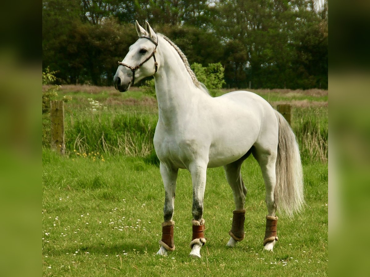 Lusitano Castrone 10 Anni 163 cm Grigio in Bredene