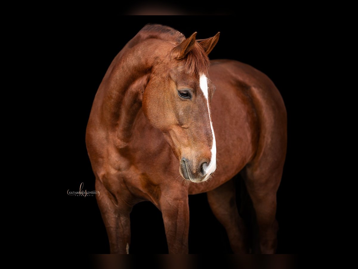 Lusitano Mix Castrone 10 Anni 163 cm Sauro scuro in Wiener Neustadt