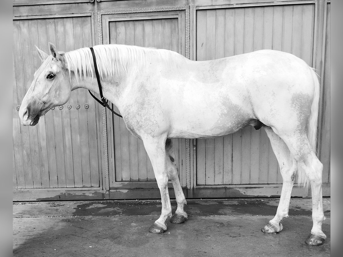 Lusitano Castrone 10 Anni 165 cm Bianco in Colmenar de Oreja