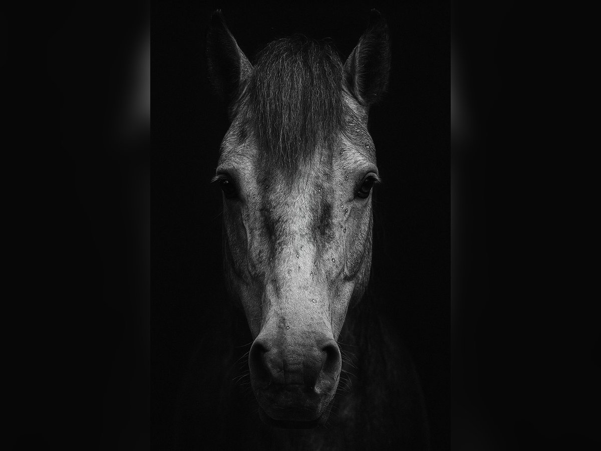 Lusitano Castrone 10 Anni 166 cm Grigio pezzato in Wietze