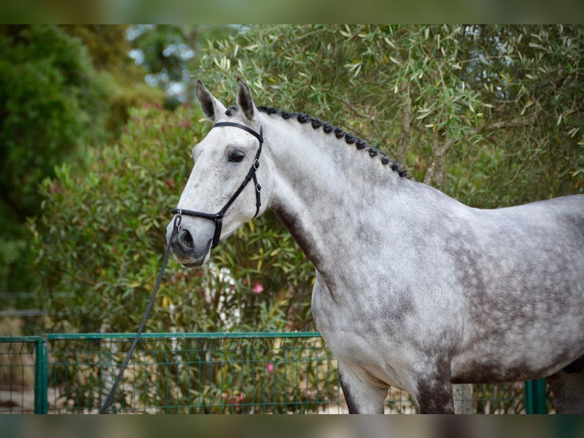 Lusitano Castrone 10 Anni 168 cm Grigio pezzato in Salvaterra de Magos