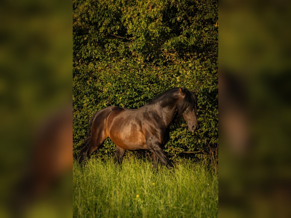 Lusitano Mix Castrone 10 Anni Baio in &#xDC;berlingen