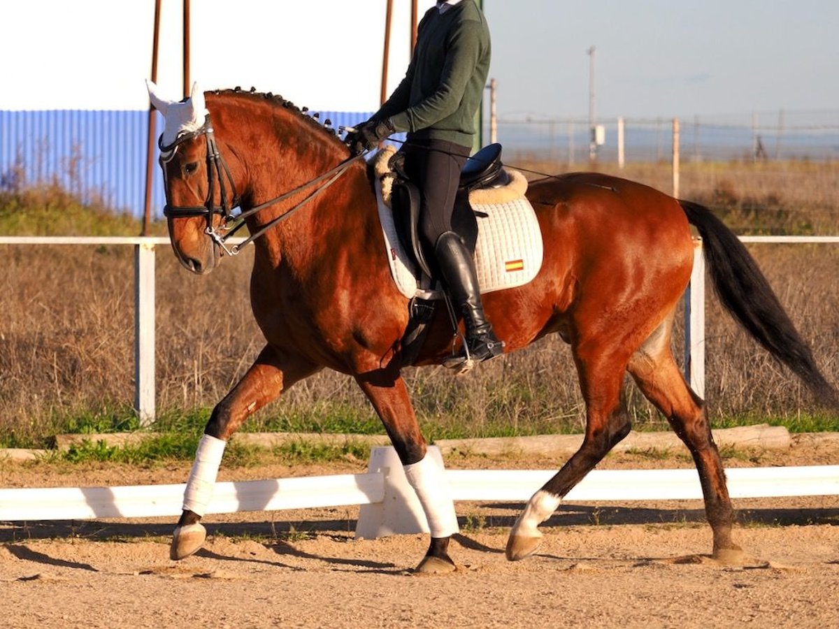 Lusitano Castrone 11 Anni 165 cm Baio ciliegia in NAVAS DEL MADRONO