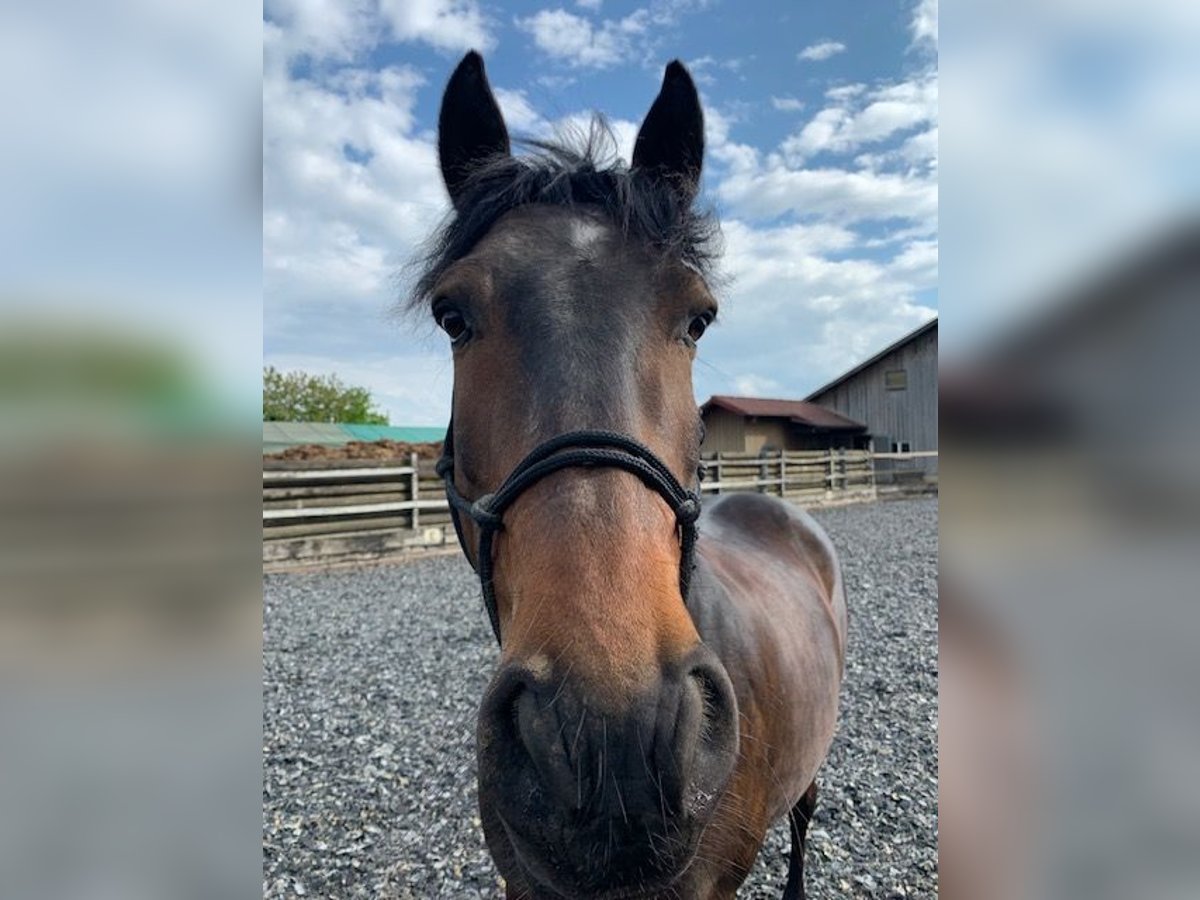 Lusitano Castrone 12 Anni 154 cm Baio scuro in Dulliken