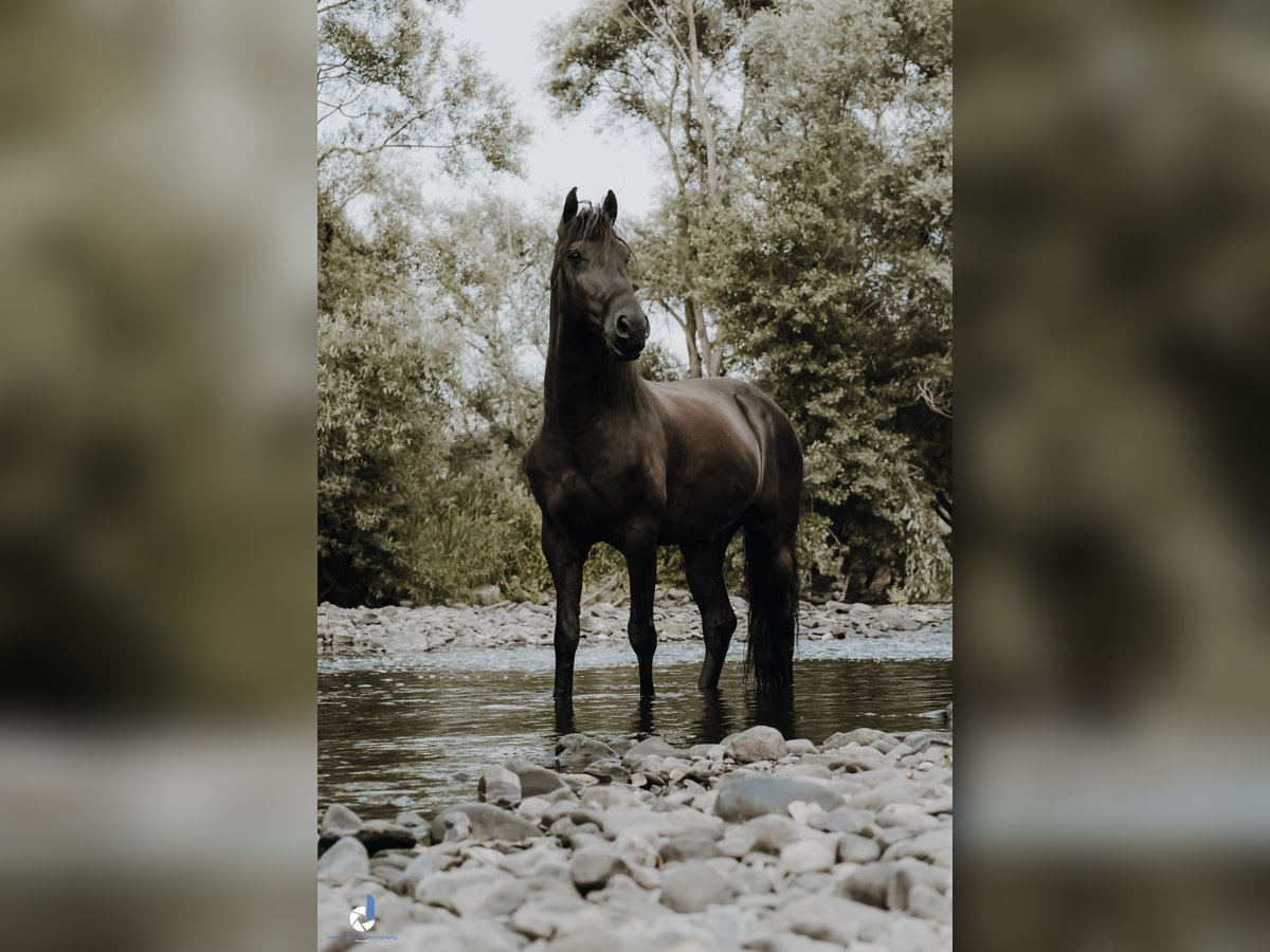 Lusitano Castrone 12 Anni 156 cm Morello in Bingen am Rhein