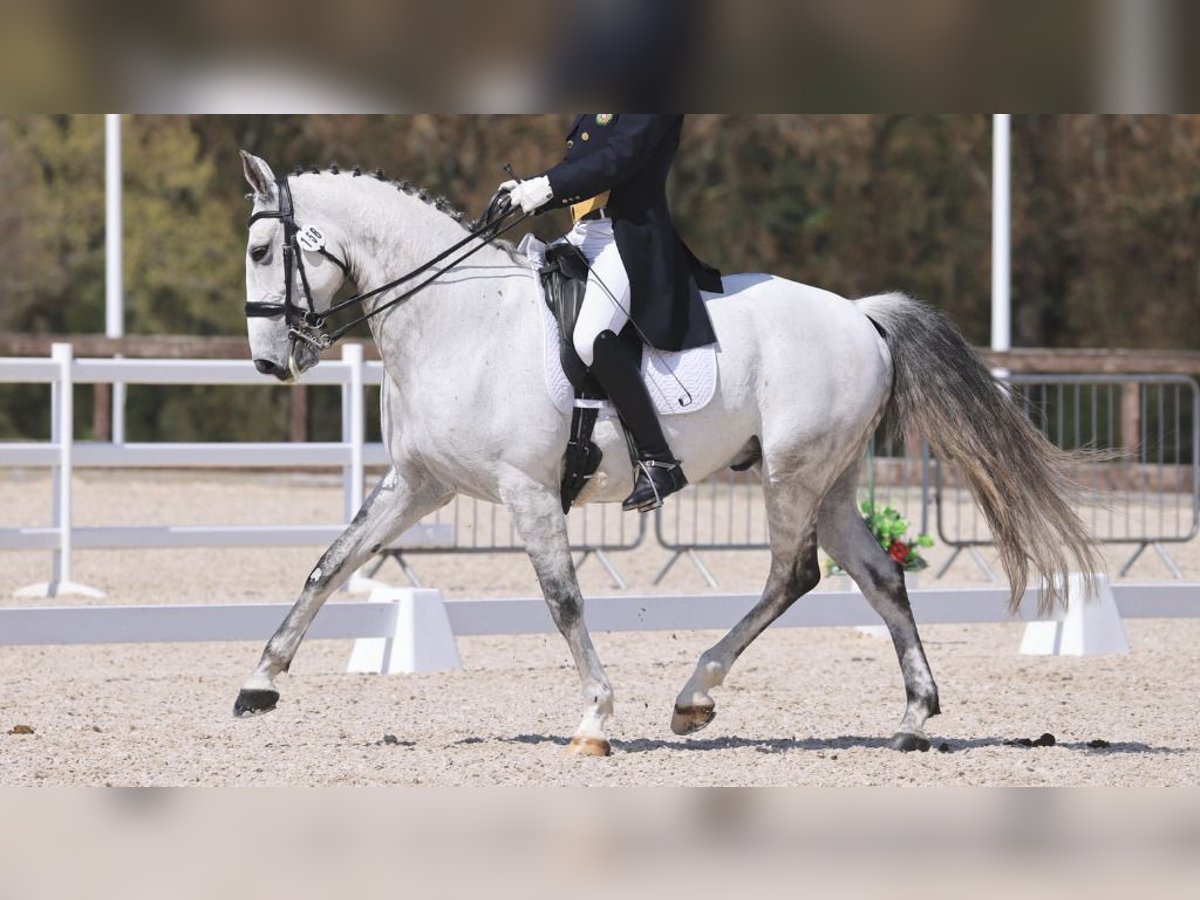 Lusitano Castrone 12 Anni 167 cm Grigio in NAVAS DEL MADRONO