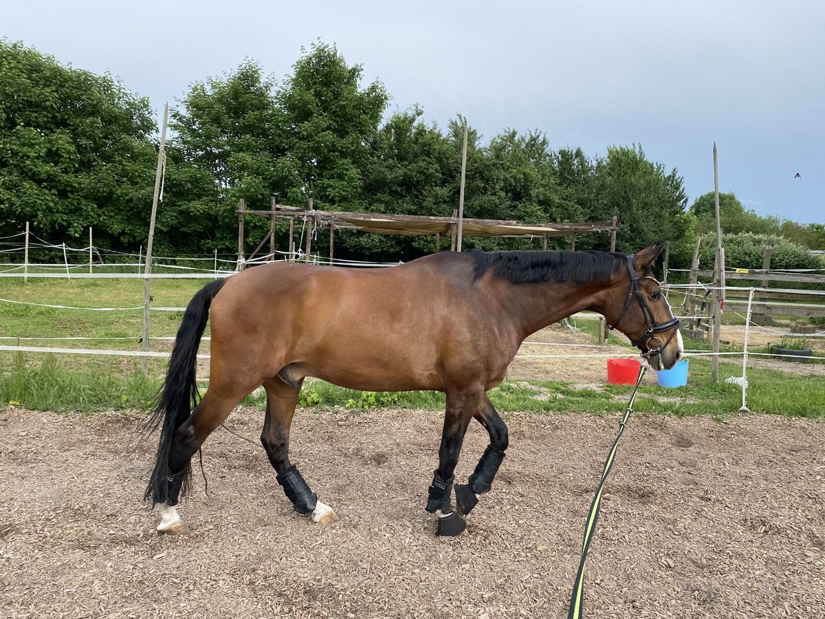 Lusitano Castrone 12 Anni 169 cm Baio in Bruchsal