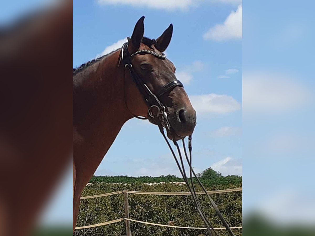 Lusitano Castrone 12 Anni 171 cm Baio in Loulé