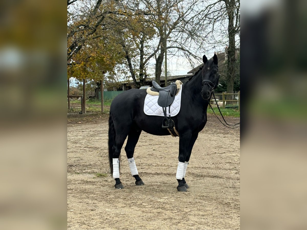 Lusitano Castrone 12 Anni 176 cm Morello in sardieu