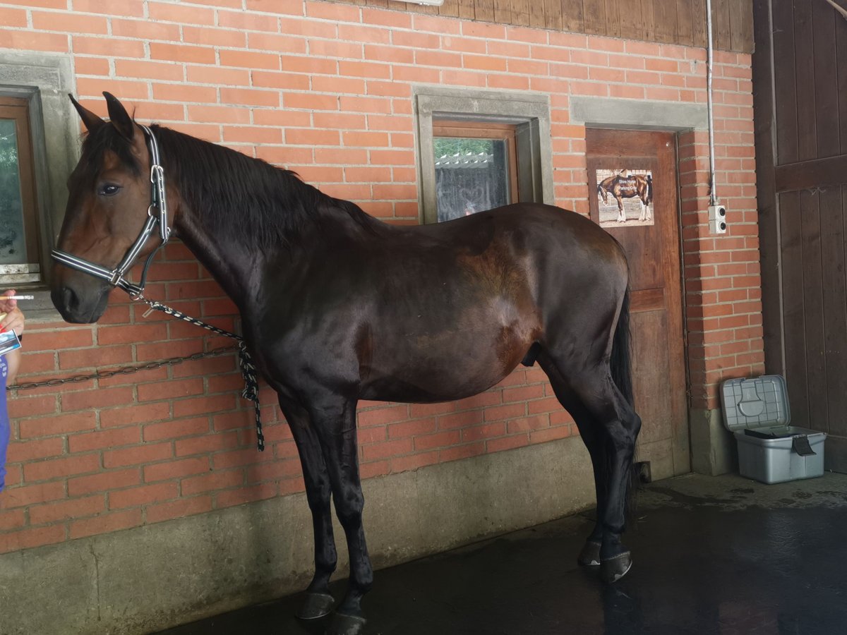 Lusitano Castrone 13 Anni 154 cm Baio in Kirchleerau