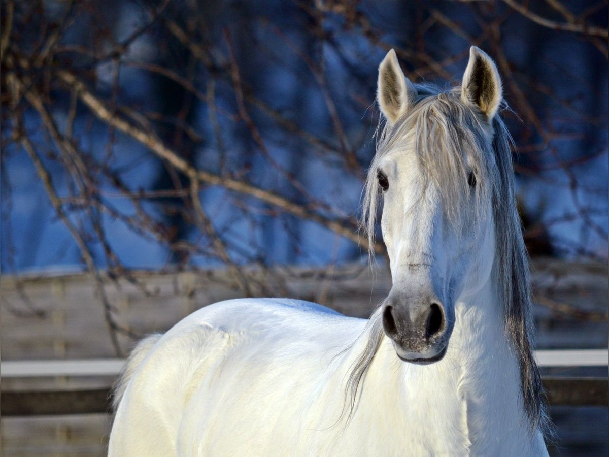 Lusitano Castrone 13 Anni 154 cm Grigio in Boppard