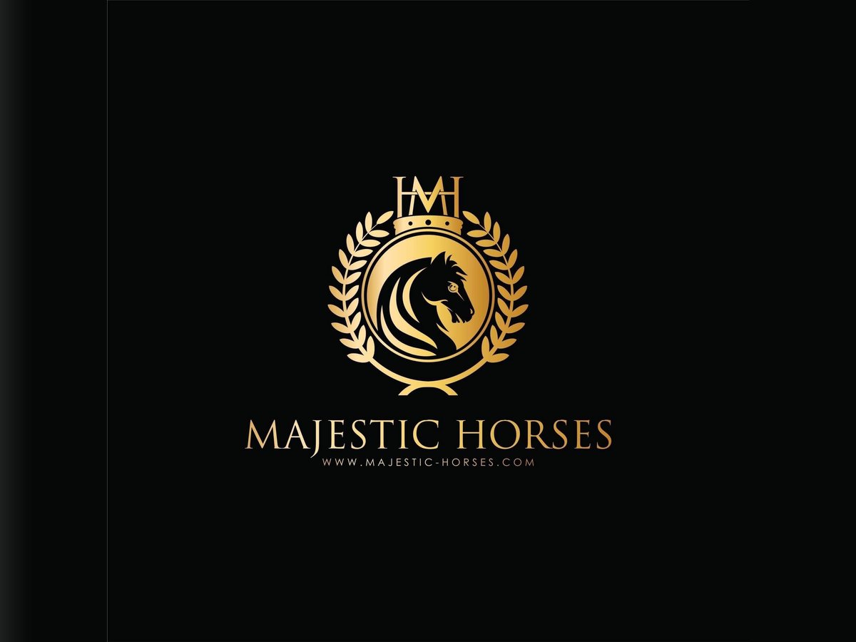 Lusitano Castrone 13 Anni 162 cm Grigio pezzato in Martfeld