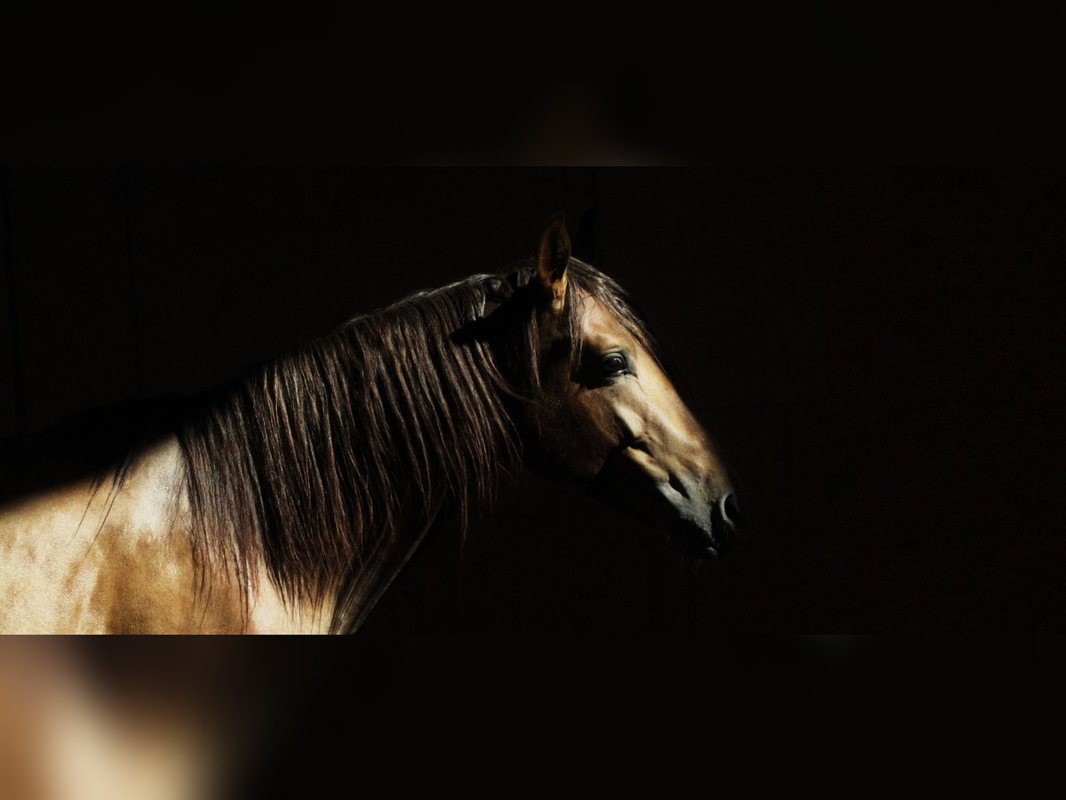 Lusitano Castrone 13 Anni 162 cm Sauro in Toblach